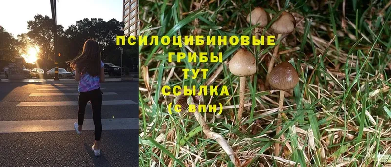 закладка  Богородск  Галлюциногенные грибы Psilocybe 